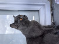 1 yaş kısır british shorthair