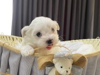 Kore anne babadan maltese bebekler