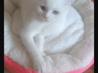 British shorthair akıllı kar beyaz