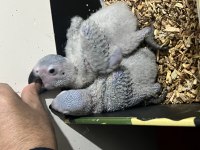 Konuşan jako ve bebek jako