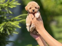 MİNNAK MALTİPOO YAVRULARIM YE YUVA ARIYORUM
