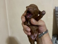 TEACUP TOY POODLE BEBEKLERİM