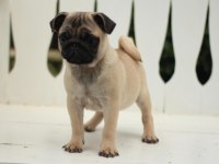 AKKUŞ ÜRETİM ÇİFTLİĞİNDEN PUG YAVRULARI