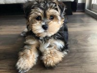 Bol Tüylü Pofuduk Yavru Yorkshire Terrier