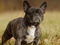 Anne altından 1 haftalık köpekler anne maskeli baba taiger