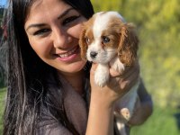 Safkan aşılı cavalier king charles yavrularım