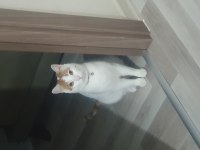 Oyuncu ve cana yakın sarman zeki
