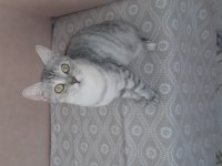 British Shorthair Kızımız