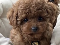 PETS WORLD GÜVENCESİYLE gerçek toy poodle yavrularımız