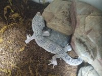 Leopard Gecko