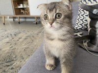 İki tane erkek yavru scottish fold