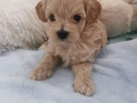 Maltipoo Minikler