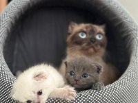 Dünya güzeli Zeki titiz scottish fold kızıma yuva arıyoruz