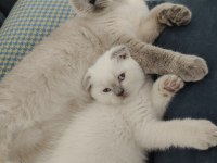 SCOTTİSH FOLD KEDİMİZE YUVA ARANIYOR