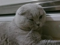 Erkek scottish fold cins