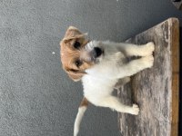 Şecereli jack russell terrier erkek