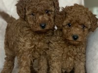 Red brown kore kani poodle yavrular