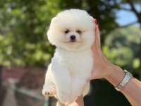 ÜST DÜZEY AYICIK POMERANİAN BOO