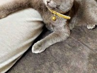 Sahiplendirilecek scottish fold