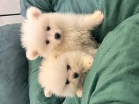 Kar Beyaz Pomeranian Bebekler