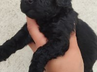 Siyah Poodle İnci Gibi Güzellikler