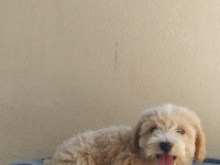Teslime Hazır Maltipoo yavrularımız