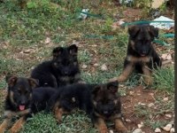 Orjinal alman çoban köpeği (alman kurdu) yavrusu