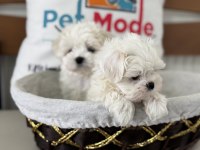 Tea cup kore kan maltese petmode den