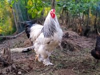 DEV LİGHT BRAHMA