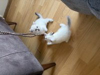 1,5 aylık 2 yavru kedimiz
