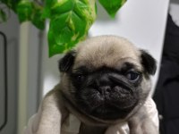 Pug Mops yavrular Üst düzey