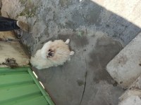 Pekinez oğlumuz bulut yeni yuvasını arıyor