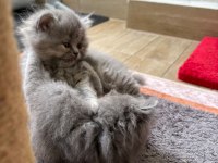 British longhair - British shorthair