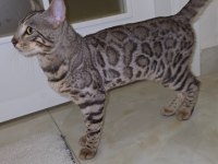11-12 Aylık Sağlıklı Bengal Kedisi