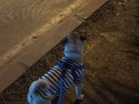 2 yaşında erkek pug mops