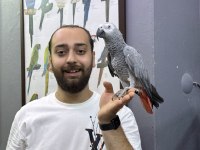Eğitimli Geveze Çok Konuşan Jako Papağanı