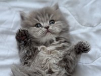 British longhair kedisi