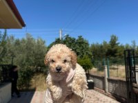 Erkek orijinal toy poodle