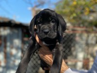 Show kalitede perfect cane corso puppies