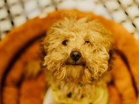 1 yaşında erkek toy poodle
