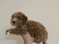 Kıvırcık Dişi Maltipoo Bebek