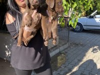 Üst kalite labrador yavrularım