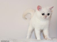 KAR PRENSESİ ZÜMRÜT GÖZLÜ BRİTİSH SHORTHAİR BEBEK