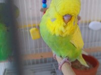 Şov Jumbo Yavrusu Muhabbet Kuşu