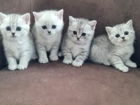 British Shorthair Silver Yavrularımız