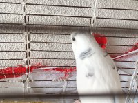 1 yaşında çift muhabbet kuşlar