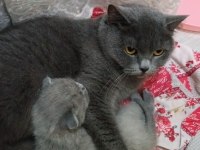 Ücretli sahiplendirme scottish fold