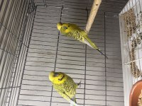 1 takım jumbo gold teksas