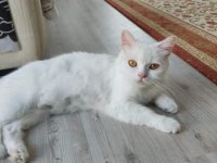 Beyaz british shorthair