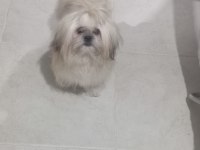Ücretsiz şitsu köpeğimiz